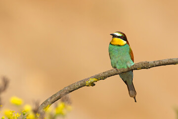Żołna (Merops apiaster) © Grzegorz