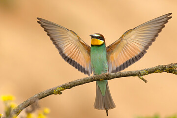 Żołna (Merops apiaster) © Grzegorz