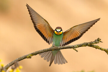 Żołna (Merops apiaster) © Grzegorz