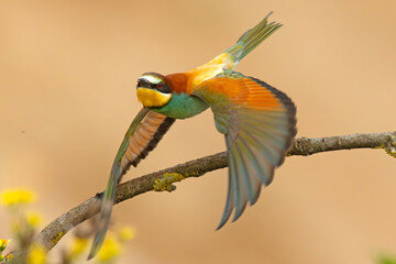 Żołna (Merops apiaster) © Grzegorz