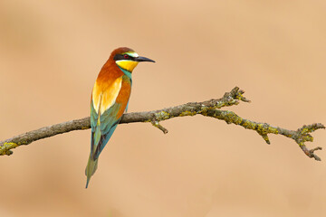 Żołna (Merops apiaster) © Grzegorz