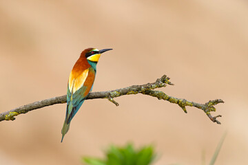 Żołna (Merops apiaster) © Grzegorz