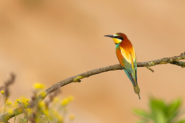 Żołna (Merops apiaster) © Grzegorz