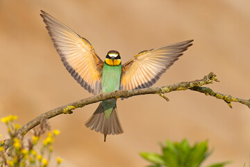 Żołna (Merops apiaster) © Grzegorz