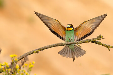 Żołna (Merops apiaster) © Grzegorz