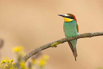 Żołna (Merops apiaster) © Grzegorz