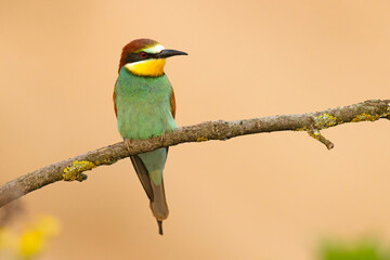 Żołna (Merops apiaster) © Grzegorz