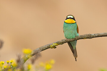 Żołna (Merops apiaster) © Grzegorz