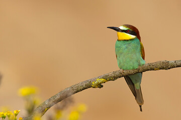 Żołna (Merops apiaster) © Grzegorz