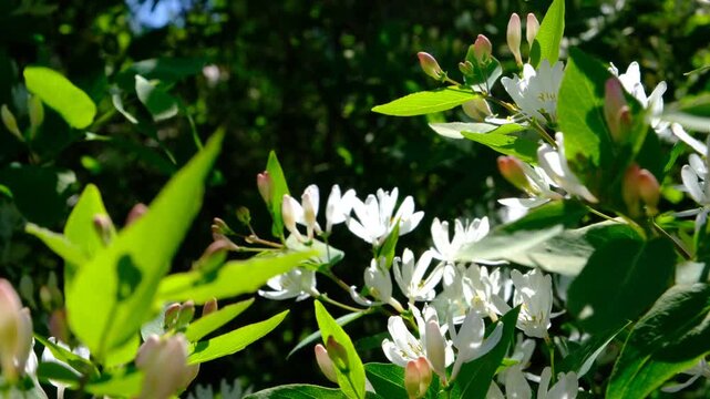 Bush of Lonicera tatarica is in full bloom, adorned with clusters of pure white, tubular flowers. In the sunlight, the petals look almost translucent, as if lit from within. It&rsquo;s a quiet beauty