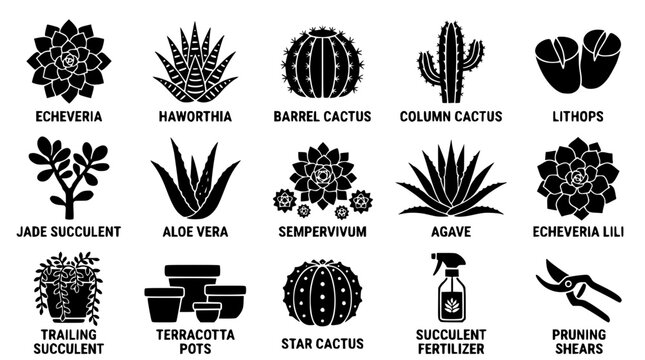Black and white vector graphic illustration of various succulent plants