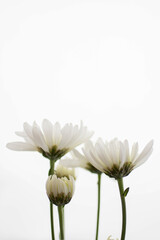 Obraz premium Set of white flowers on a white backdrop