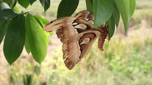A beautiful macro shot of a large Atlas moth (Attacus atlas) resting gracefully on fresh green leaves of a tree branches in its natural tropical habitat