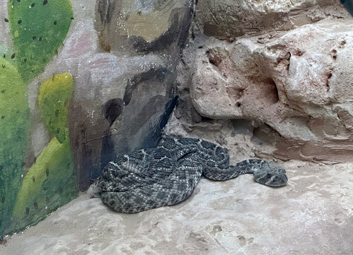 Pit vipers, known as rattlesnakes or rattlers (Crotalus)