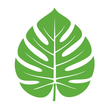 Monstera Leaf Flat Design Vector