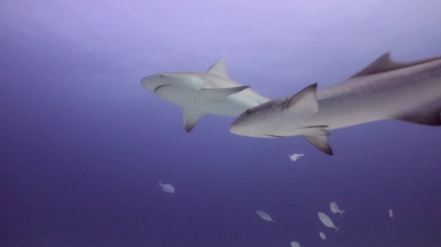 A big bull shark (carcharinus leucas)  coming from the surface