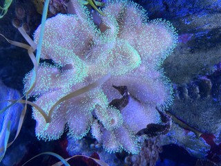 coral reef in aquarium © Bailey