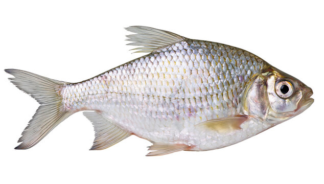 Freshwater fish isolated on transparent background PNG cutout