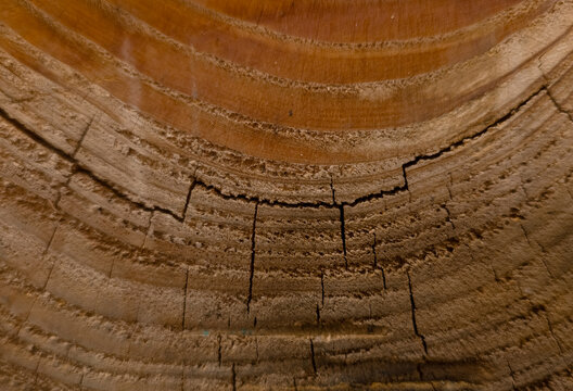 Macro view of a dark wooden log cross section with deep cracks and textured annual tree rings. 