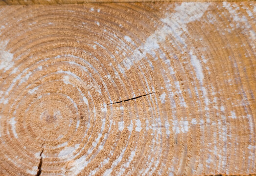 Close-up of cross section log texture with annual tree rings and white mold traces.