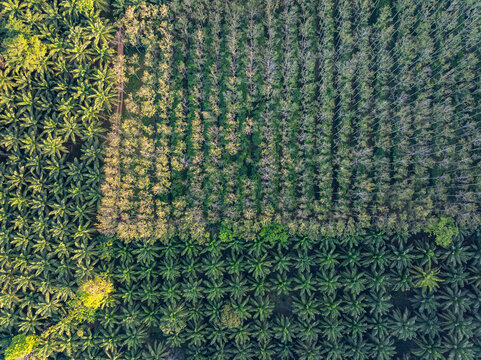 Top view aerial shot of the palm grove in the morning,palm grove and shadows from palm trees,Amazing nature trees background