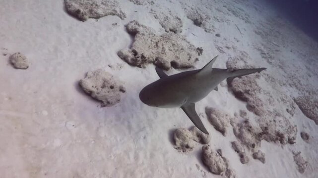 A big pregnant female bull shark (carcharinus leucas) swimming over the sandbank