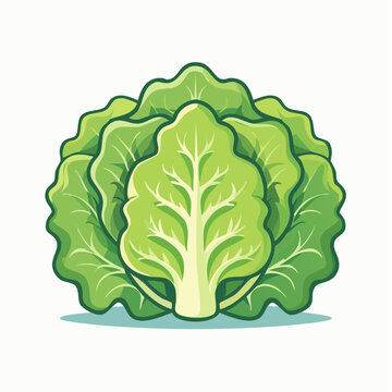 Stylized Illustration of a Fresh Green Lettuce Head