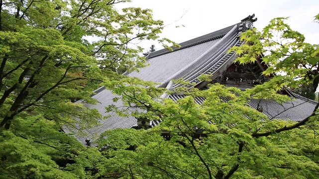 Pagoda roof of Eikan-do Temple, among the full blossom trees. Zenrin-ji at the popular Zen Temple in Kyoto, Japan.
