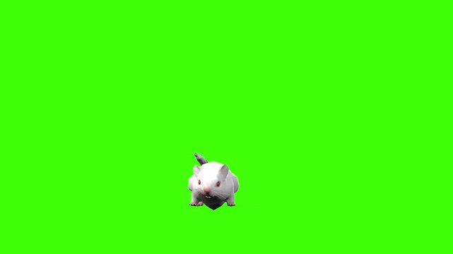 4k White albino house mouse jump attack loop front view animation isolated on Green Screen, 3D mus musculus rodent mice attacking on enemy rendering on chroma key, video for your rhymes, stories
