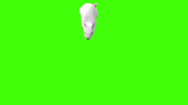 4k White albino house mouse diggers driven by the instinct to find food front view animation isolated on Green Screen, 3D mus musculus rodent mice bury objects, and build safe burrows on chroma key