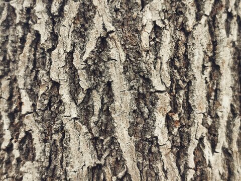 Rugged bark shows nature's raw, textured strength. Deep crevices echo ancient growth, enduring storms and seasons. Gray and brown tones give aged, organic character