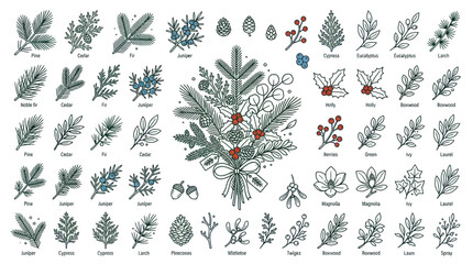 Winter botanical collection with evergreen branches and holiday flora © Isun