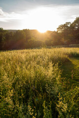 Obraz premium Sunlight streaming through a field of Hedge Bedstraw