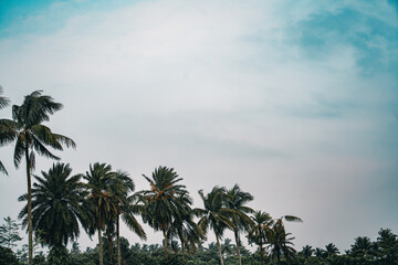 Fototapeta premium A row of tropical palm trees against a cloudy blue sky