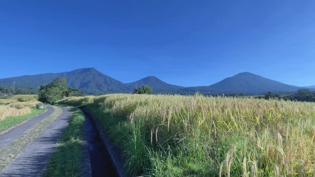 Scenic Rural Road and Golden Rice Fields with Mountain Range in Bali
