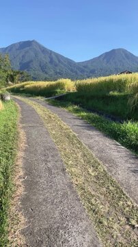Vertical Tilt Up Shot from Rural Road to Majestic Mountains in Bali
