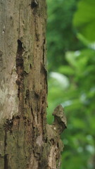 Obraz premium Decaying Dead Tree Trunk with Hole Textures against Blurry Green Forest Background