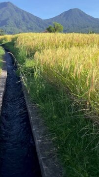 Water Flowing in Subak Traditional Irrigation Channel Near Bali Rice Field
