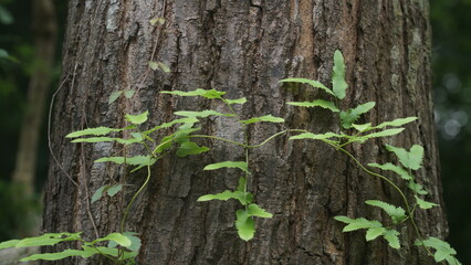 Rough Tree Bark Texture Background with Fresh Green Fern Leaves © tarasari