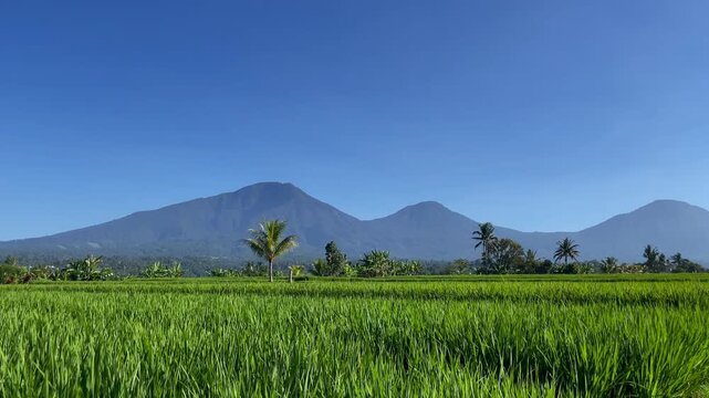 Cinematic Pan of Vibrant Green Rice Fields and Triple Mountain Peaks in Bali
