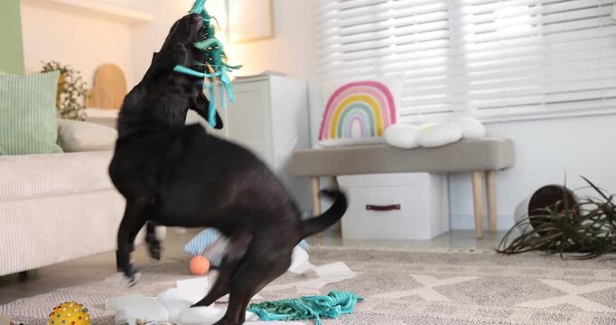 Woman playing with her cute dog at home, closeup