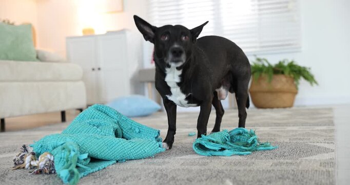 Naughty dog with torn blanket on floor at home