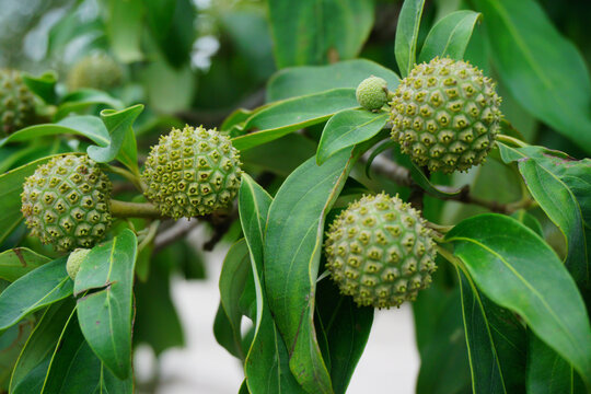 Unripe Green Buttonwood Fruits Covered with Foliage on Branches
