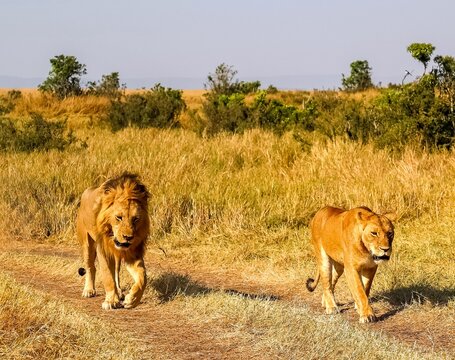 Lion and lioness walking in African savannah grassland