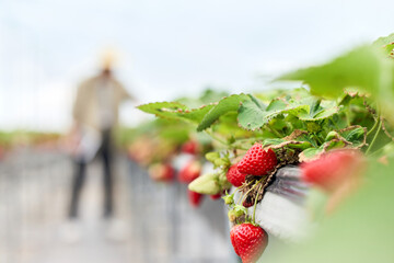 Ripe strawberries in greenhouse with worker during berry harvest © DinhThi