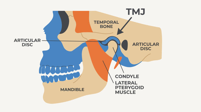 Temporomandibular Disorder TMJ Anatomy Diagram