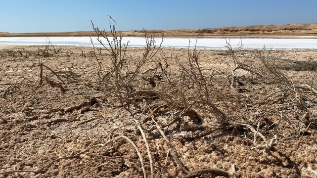 Close Up of Dry dead plants and Salt Shore at the Edge of Saline Lake in Ras Muhammad National Park
