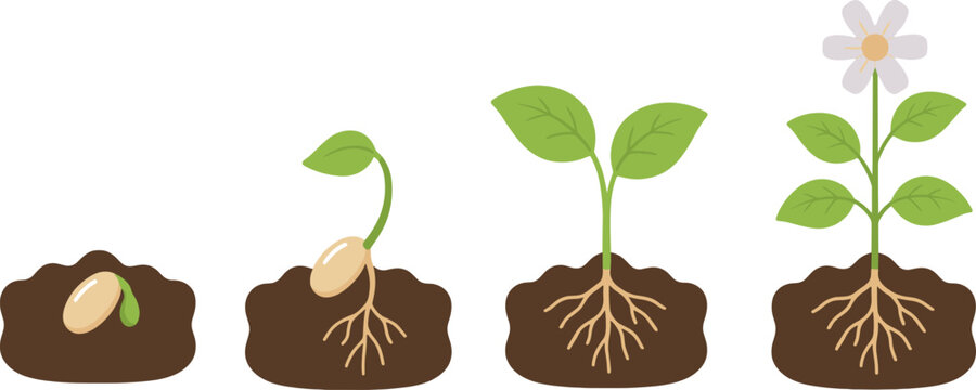 Illustration depicting the four stages of a plants growth cycle from seed germination to a fully bloomed flower in rich soil with visible roots