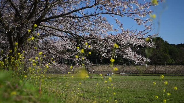 桜咲く伊吹山麓を走る東海道新幹線N700S（東海道新幹線 岐阜羽島 - 米原, 2026年4月）