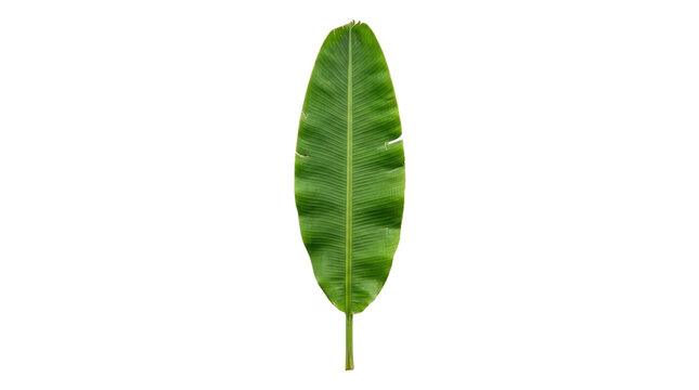 Large leaf plant blade with gradient vein pattern green